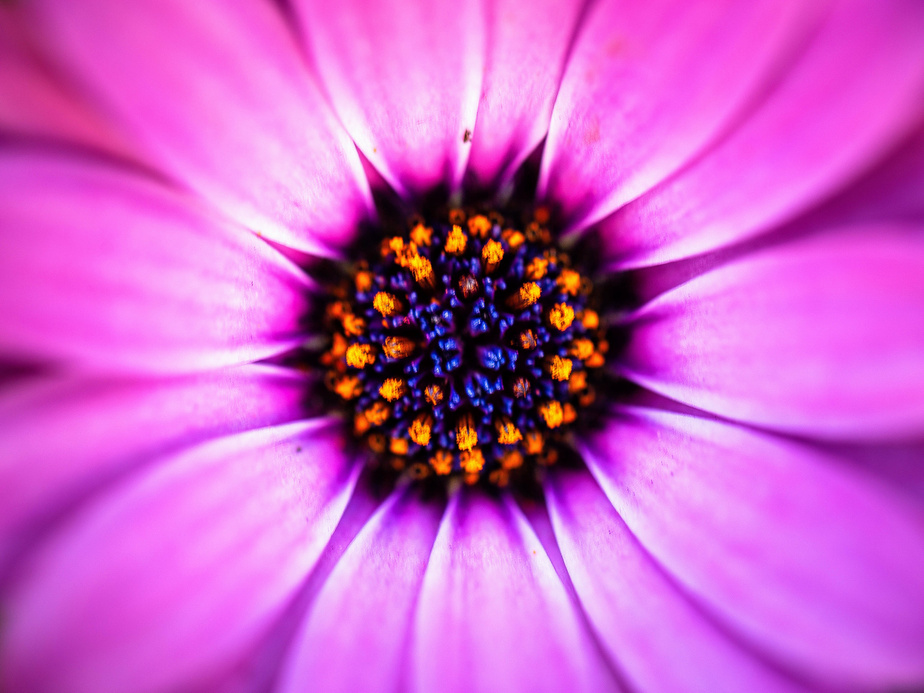 Violet Flower