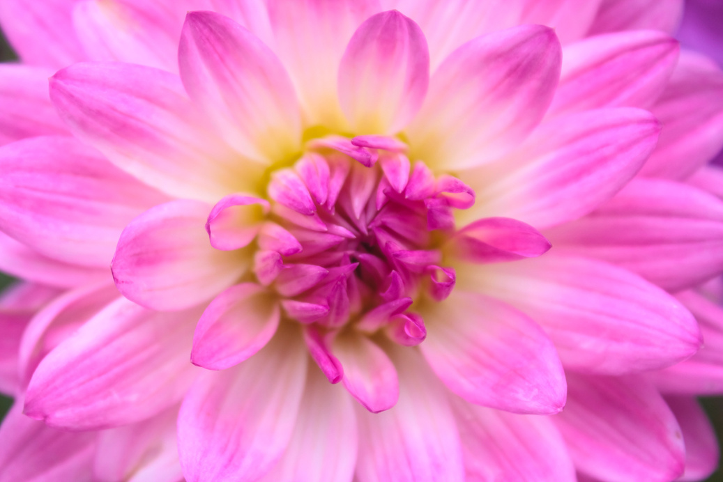 Dahlia Flowers
