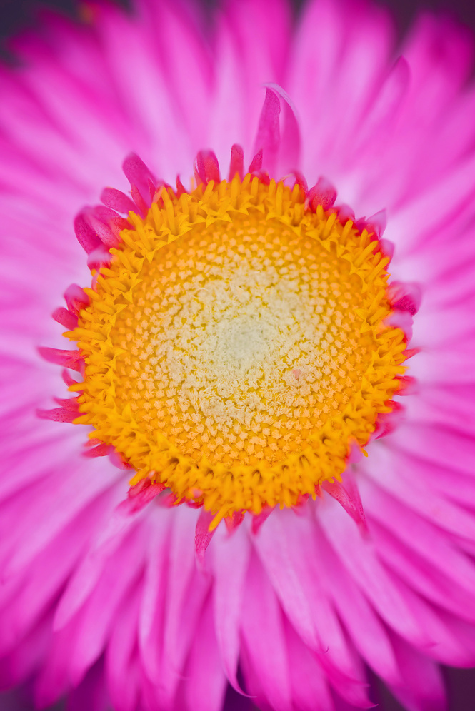 Straw flower pink yellow stamens in full flower.